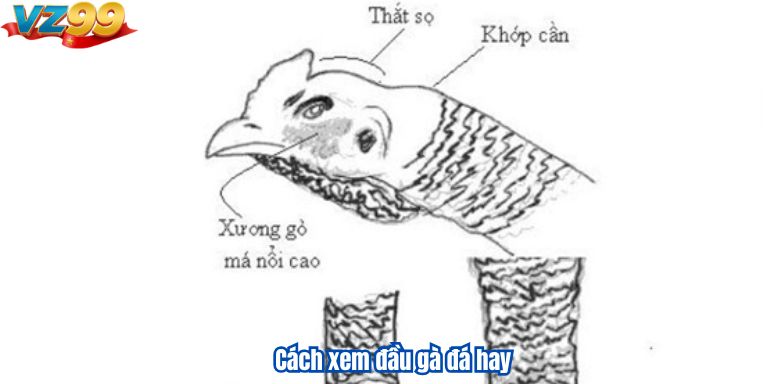 Cách xem đầu gà đá hay